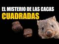 ¿Por qué los WOMBATS hacen CACAS cuadradas?