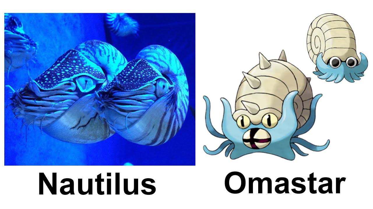 動物や植物を元にしたポケモン一覧 動画 膨大なページ数 Wiki 動物や植物を元にしたポケモン一覧 動画 膨大なページ数 Wiki
