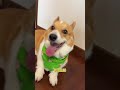 Dog Lovers: Why Not Let Your Pup Roll Around? EverythingIsLovelyPlan DogPlayTime