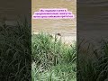 Ондатры? Выдры? Мангусты? #куалалумпур #набережная #азия