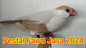 Java Bird Breeding Colony Visit 2023/24 l Fawn Java l Silver Java l Gray Java l White java
