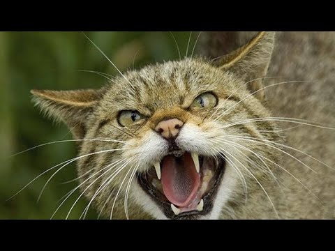 Dahsyat! Kucing paling ganas - YouTube