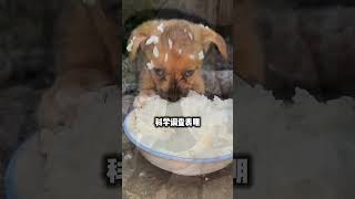 狗狗睡觉的位置决定了它在家里的地位。养狗经验分享 科学养宠攻略 萌宠好物 狗狗 养宠进阶指南