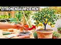 Zitronenbaum GENIAL einfach &amp; schnell vermehren! (Ohne Kerne)