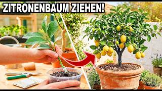 Zitronenbaum GENIAL einfach & schnell vermehren! (Ohne Kerne)
