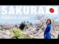 Yamaguchi hidden cherry blossom gems iwakuni perfect guide  japanese countryside japan vlog