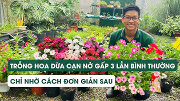 Tập 112 - Cách trồng hoa dừa cạn nở hoa gấp 3 lần bình thường chỉ nhờ những mẹo sau