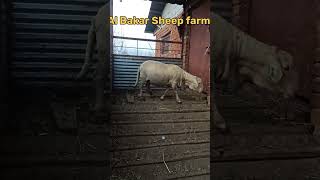 High Breed kashmiri Merino Sheep's