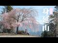 【桜×登山】久遠寺のしだれ桜と仏教三大霊山の身延山｜山梨百名山