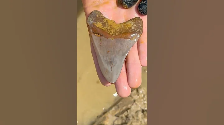 Megalodon Shark Tooth found here by Logan with East Coast Fossils at @palmettofossilexcursions