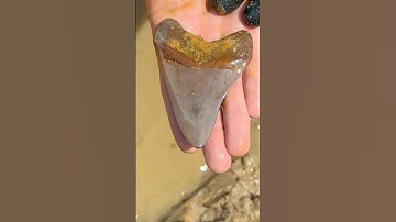 Megalodon Shark Tooth found here by Logan with East Coast Fossils at @palmettofossilexcursions