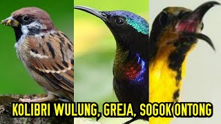 KICAU BURUNG KOLIBRI WULUNG, CITBANG, GREJA DAN SOGO ONTONG
