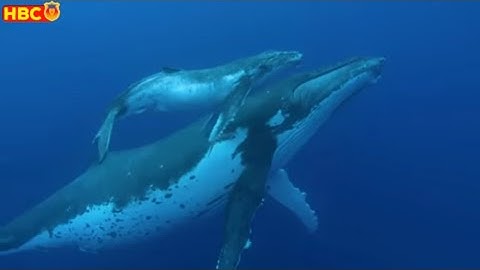 🔥Xuất Hiện Cá Voi Lưng Gù Hiếm Nhất Thế Giới