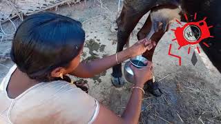 Cow Milking || Women Cow Milking By Hand || Kings Men