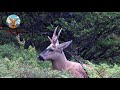 Huemul Ep.2 | Torres del Paine |