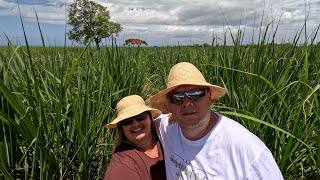 видео: Маврикий. Едем через плантации тростника на самую южную точку острова. картинка: Маврикий. Едем через плантации тростника на самую южную точку острова.