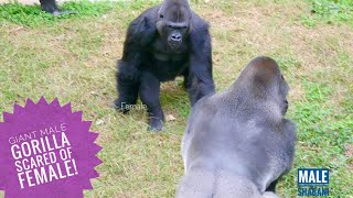 Giant Male Gorilla Gets Scared Of Excited Giant Female | Shabani & Ai