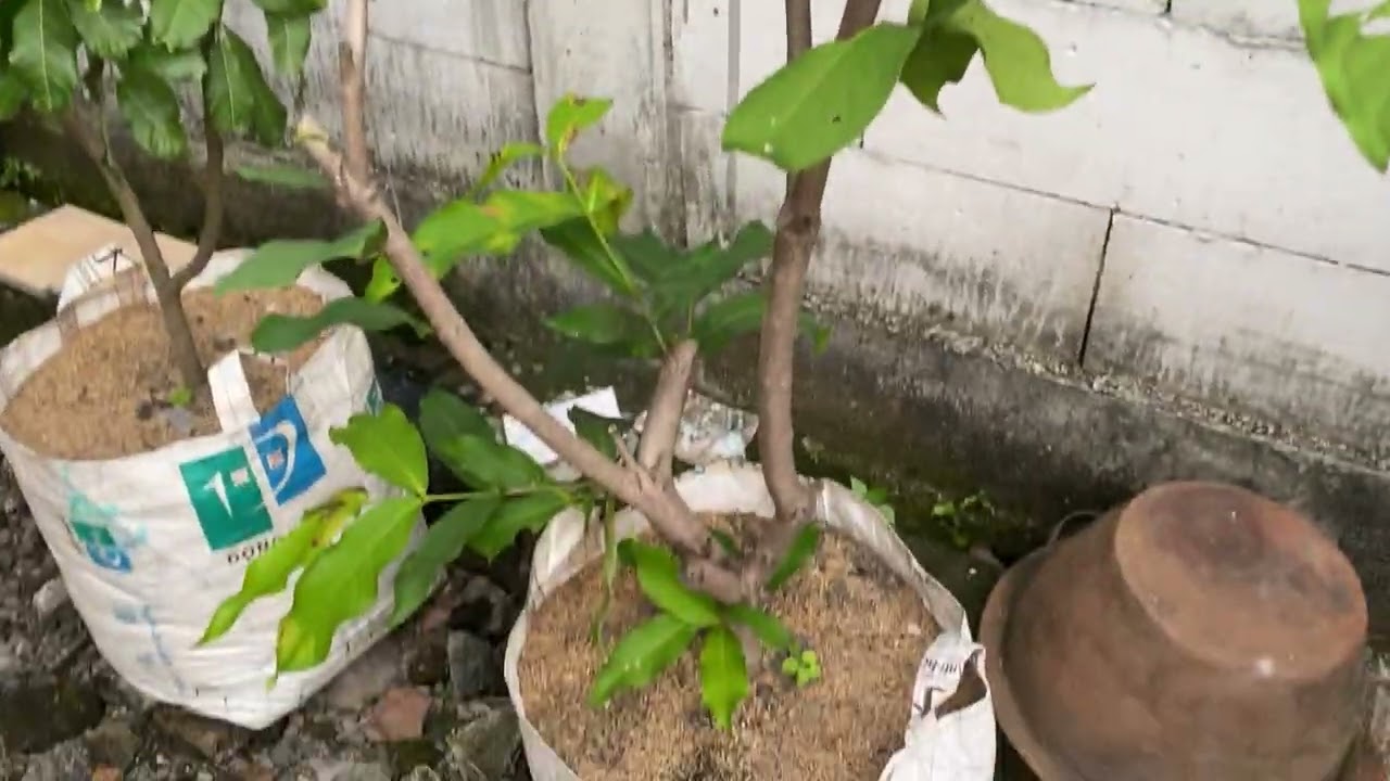 Masalah yang pasti terjadi pada tabulampot jambu air