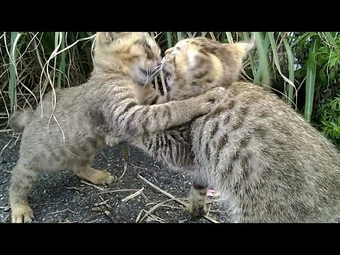 兄弟で元気にじゃれあう野良子猫、このあとは今日も目薬の刑に