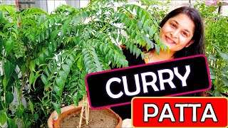 Curry Patta Care | How to Grow Curry Plant | कड़ी पत्ते की देखभाल कैसे करें  #currypatta #karipatta