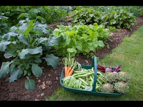 Características de una Huerta Orgánica Casera - TvAgro por Juan Gonzalo  Angel - YouTube