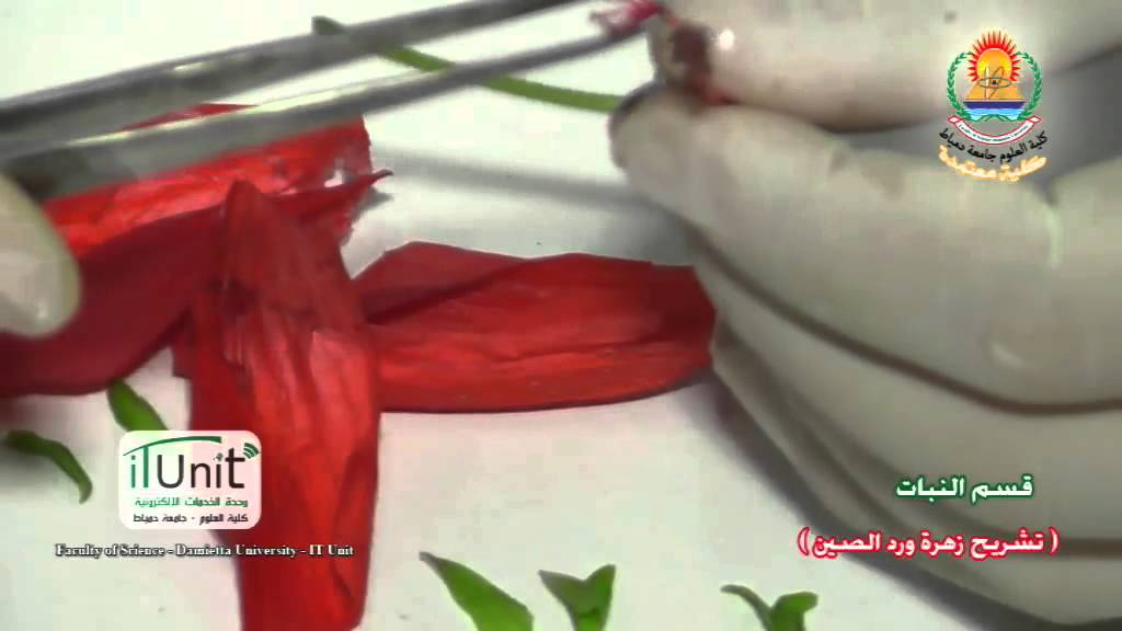 تشريح زهرة ورد الصين