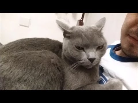 くっついて離れない灰色猫　(最後はみんなにキッスのプレゼントだゾ) - YouTube