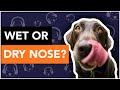 Wet or Dry Nose - Which Should My Dog Have?