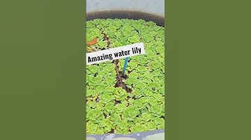 Thumbnail of #beautiful #waterlily #water #lily #viral #fyp #shorts