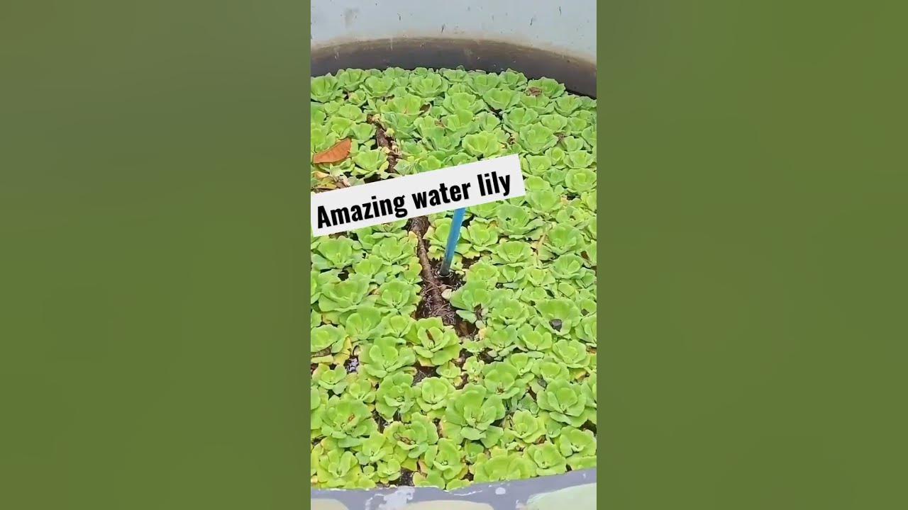 #beautiful #waterlily #water #lily #viral #fyp #shorts #beautiful #waterlily #water #lily #viral #fyp #shorts
