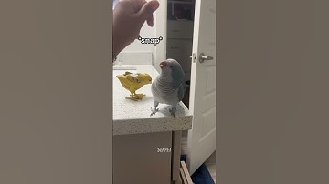 You Won’t Stop Laughing at These Parrots’ Antics! 🦜🤣
