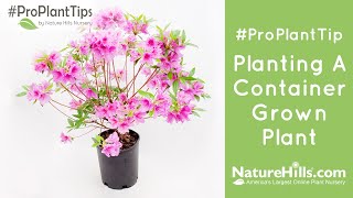 #ProPlantTips | Planting a Container Grown Plant | NatureHills.com Proplanttips Bare Root Planting Naturehills Com