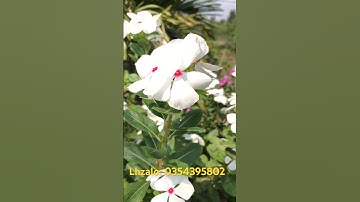 Cây dừa cạn | cây dừa cạn bông trắng với những công dụng rất hay