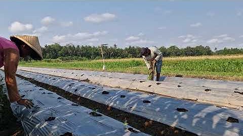 WATCH HOW FARMERS PLANT CUCUMBER SEEDLINGS USING ONLY THEIR BARE HANDS!-Agriculture Farming