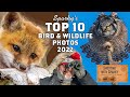 Sparky&#39;s Favorite Wildlife &amp; Bird Photos 2022 Top Tens: bird photography