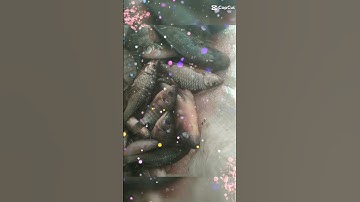 thả lưới bắt cá rô phi phần 2