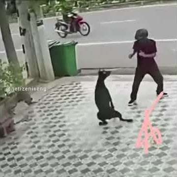 Status WA lucu story joget takut anjing banget ngakak kwkwk