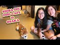 Shiba Inu Dog Cafe in Osaka | MizReeney Vlogs