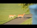 Happy Deer