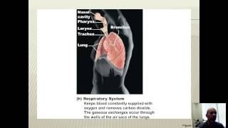 BIO 201 - UNIT 1 - Ch 1 - Lec 3 - Body Systems Overview
