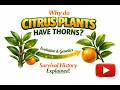 Why Do Citrus Plants Have Thorns? 🍊🌿 | Evolution, Genetics & Survival History Explained