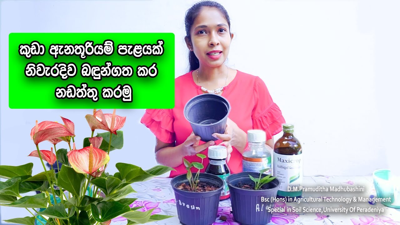 ගෙදර ඉඳන් සල්ලි හොයන්න ඇන්තූරියම් වවමු / Anthurium wagawa sinhala / anthurium care Sri Lanka 2022