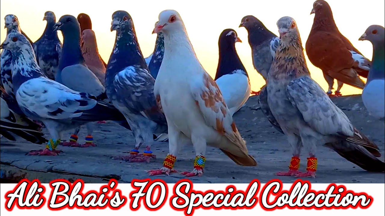 Ali Bhai’s 70 Beautiful Pigeons | Special Collection