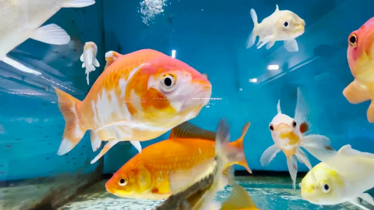 Cold Water | Mc.Reef AquaDom