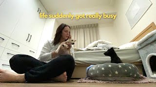 Life Got Busy Here in Hsinchu Suddenly | Taiwan Vlog