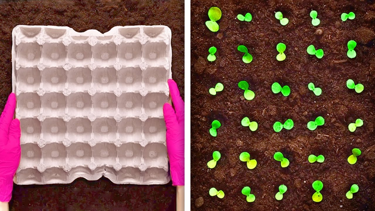 23 CLEVER EGG HACKS THAT ARE USEFUL