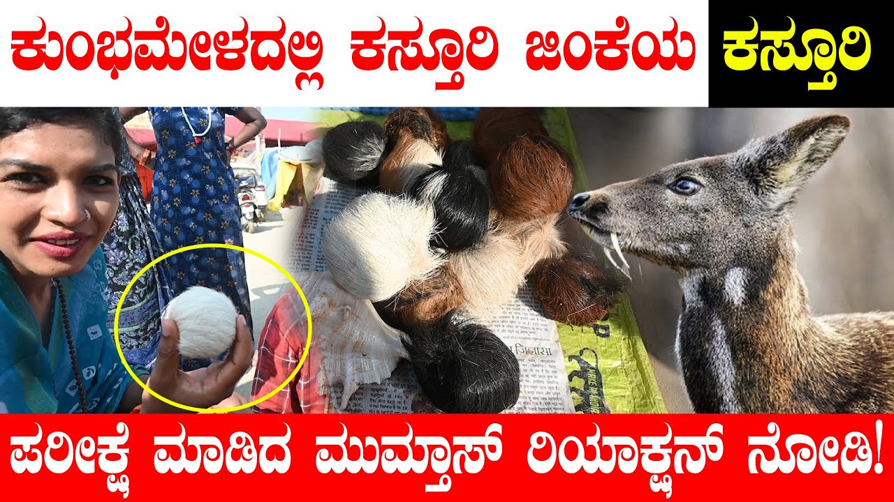 ಕುಂಭಮೇಳದಲ್ಲಿ ಕಸ್ತೂರಿ ಜಿಂಕೆಯ ಕಸ್ತೂರಿ ಪರೀಕ್ಷೆ ಮಾಡಿದ ಮುಮ್ತಾಸ್ | Maha Kumbh 2025 | Prayagraj | Kasturi