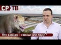 Могут ли свинокомплексы съесть людей? Дмитрий Ионин