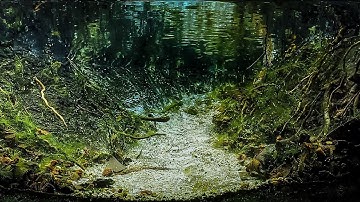 #BADC2018 / Small stream Mako