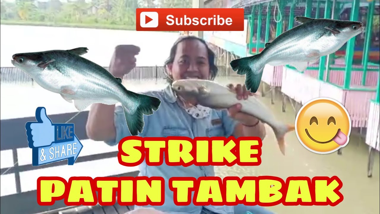 Mancing patin tambak umpan pelet #strike
